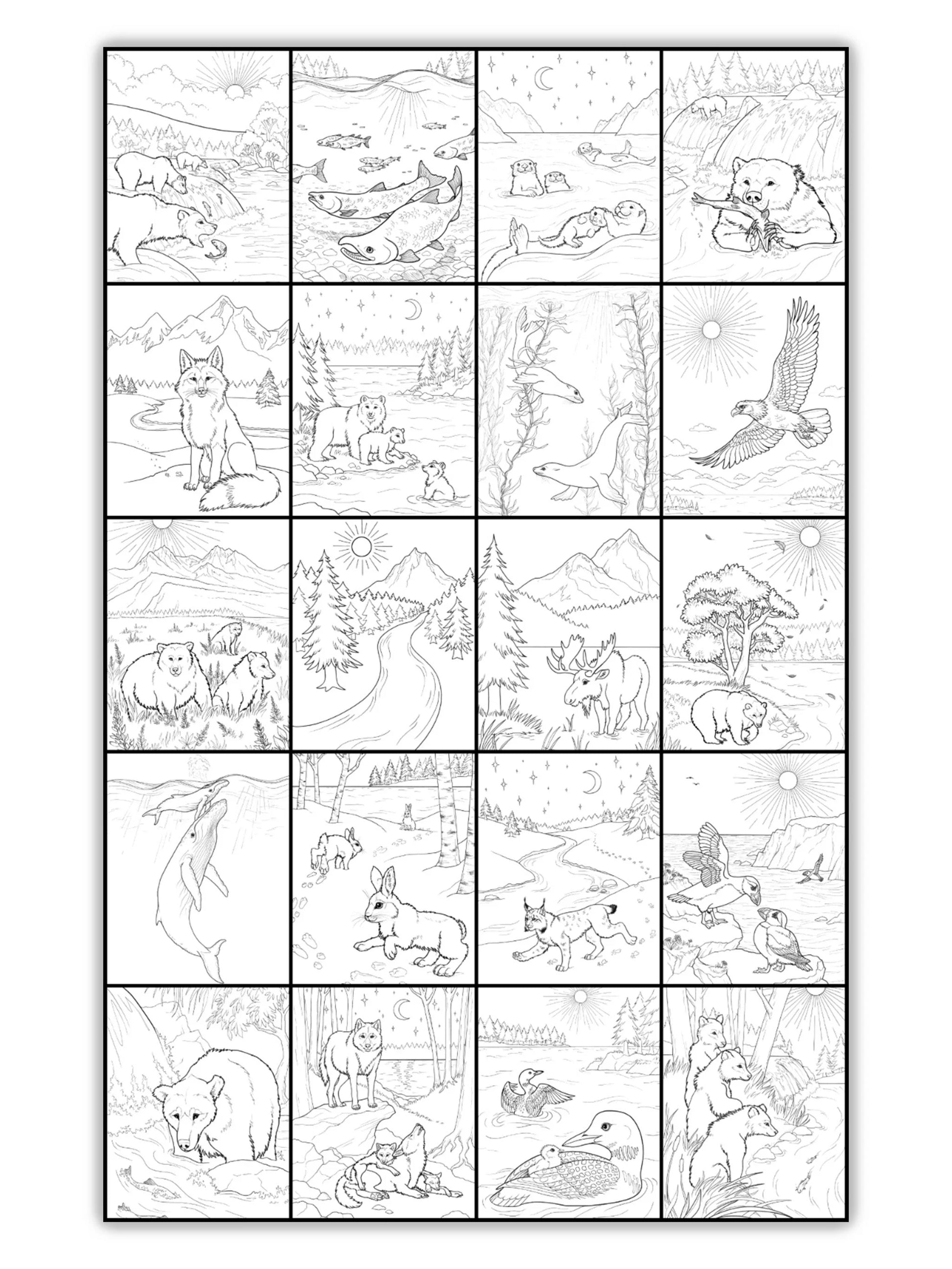 Discover Katmai National Park  Coloring Activity Book-3